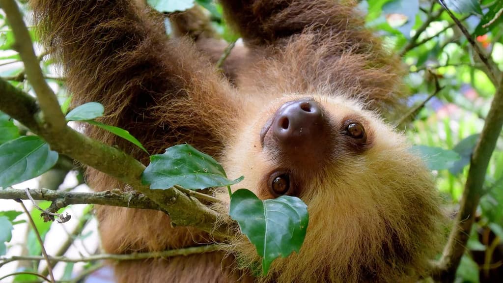 Bildungsurlaub Costa Rica