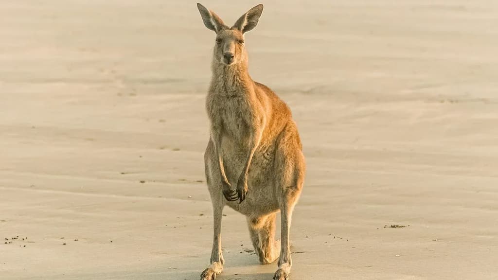 Bildungsurlaub Australien