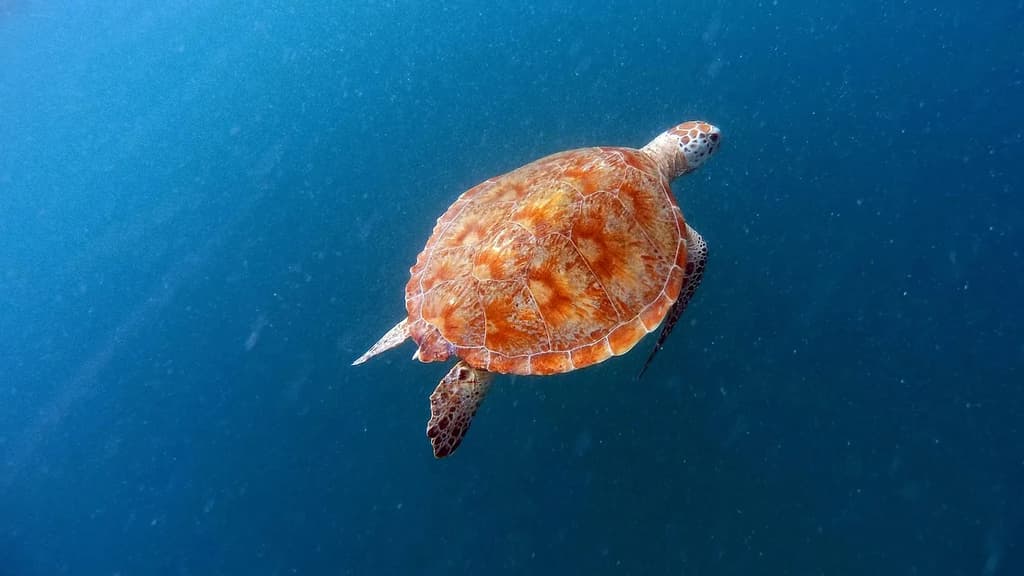 Bildungsurlaub Barbados