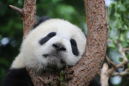 Bild Pandas in Chengdu