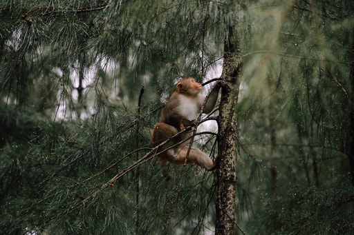 Bild Nationalpark Primaten