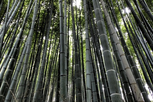 Bild Bambuswald Arashiyama