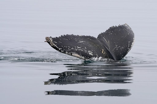 Bild Whale Watching