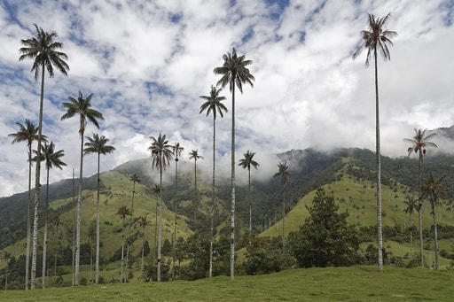 Bild Cocora-Tal Wachspalmen