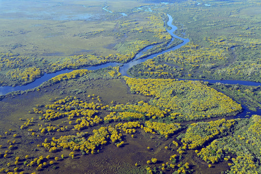 Bild Pantanal Safari