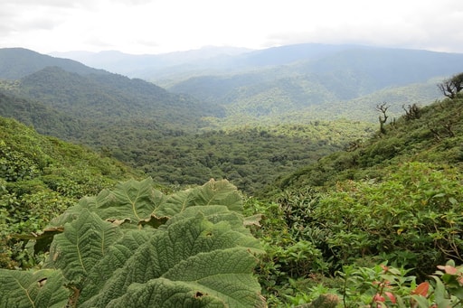 Bild Monteverde Nebelwald
