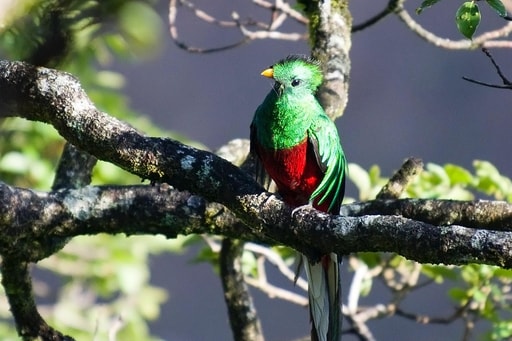 Bild Quetzal-Vogel Spotting