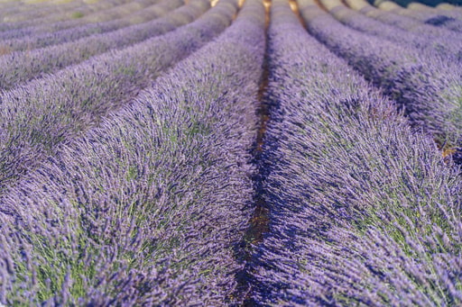 Bild Provence Lavendelfelder