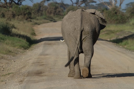 Bild Big Five Safari