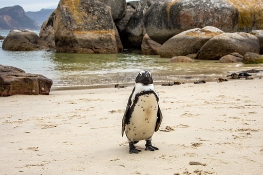 Bild Pinguine bei Boulders Beach