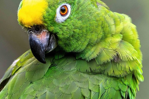 Bild Amazonas Dschungel