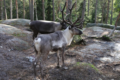 Bild Sami Kultur
