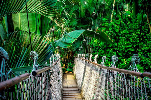 Bild Amazonas Regenwald