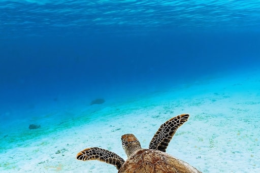 Bild 16. Puerto Viejo - Costa Rica