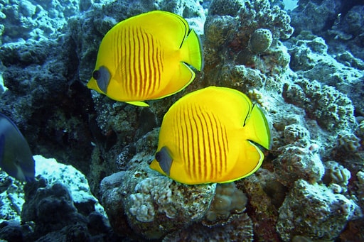 Bild 2. Dahab - Ägypten