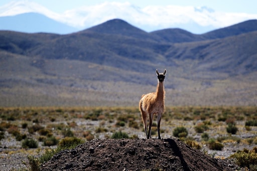 Bild Vicuñas in freier Wildbahn