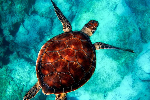 Bild Tortuguero Schildkröten