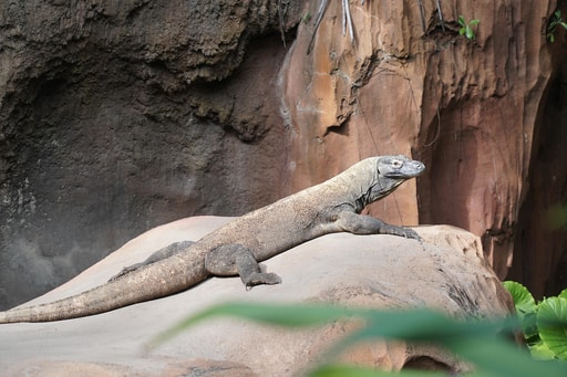 Bild Komododrachen