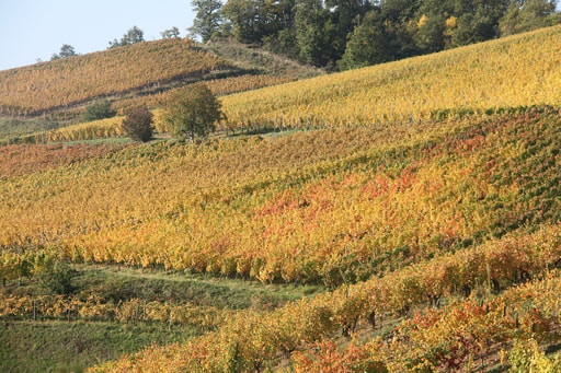 Bild Elsass Weinberge