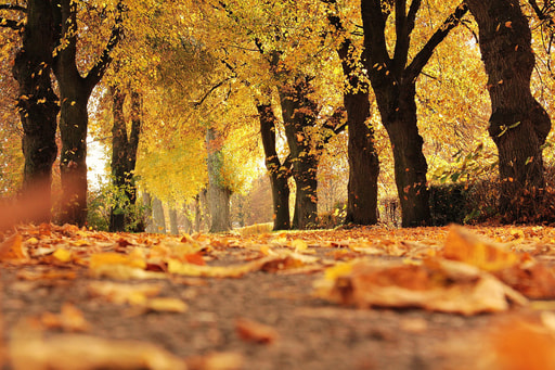 Bild Indian Summer