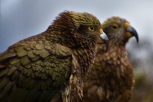 Bild Kea-Papageien