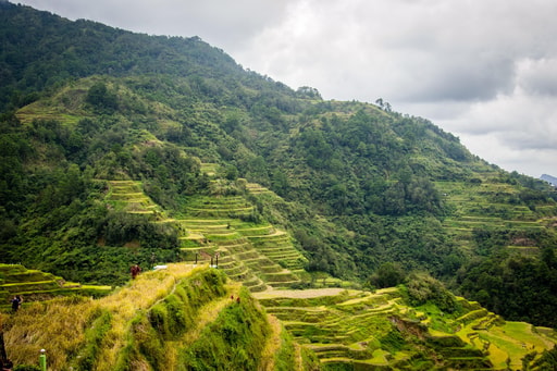 Bild Banaue Reisterrassen