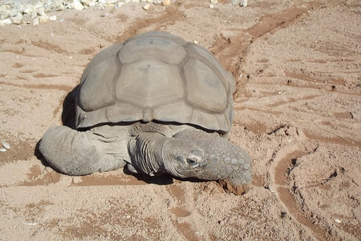Bild Galápagos Inseln