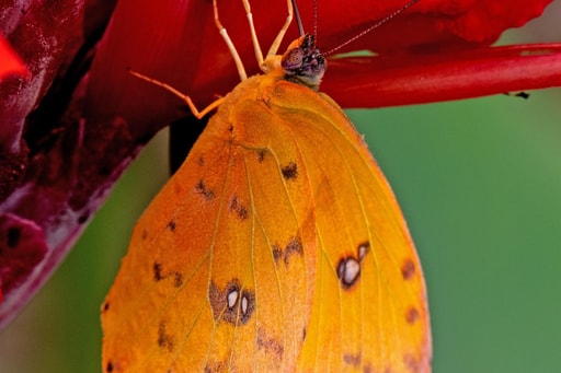Bild Amazonas Regenwald