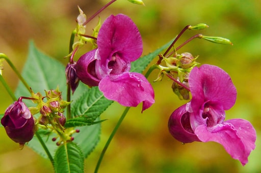 Bild Schwarze Balsam