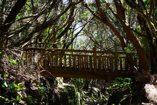 Bild Anaga Regenwald