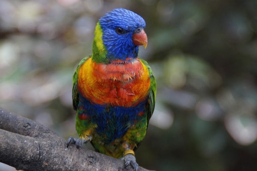 Bild Loro Parque