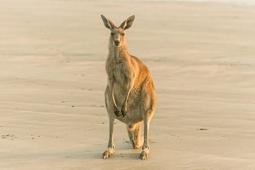 Australien