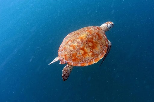 Barbados