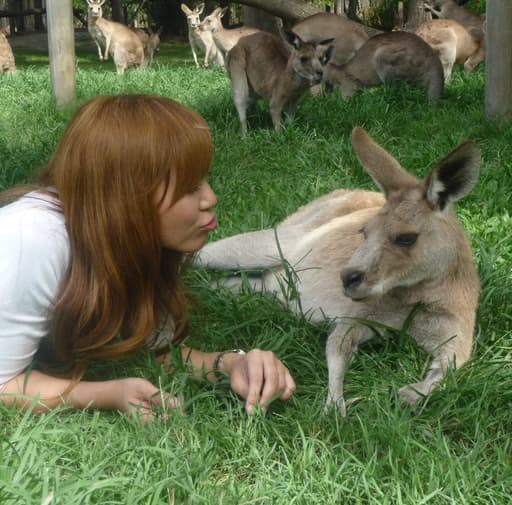 Bild zur Bildungsurlaub-Veranstaltung Englischkurs an der australischen Ostküste in Brisbane