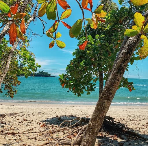 Bild zur Bildungsurlaub-Veranstaltung Spanischkurs: 5 Tage am Meer bei Manuel Antonio Costa Rica (30h)