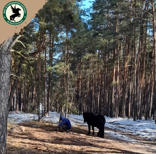 Bild zur Bildungsurlaub-Veranstaltung Resilienzbildung durch Naturerfahrungen und Pferde